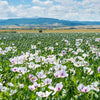350 TASMANIAN Purple & White POPPY Papaver Somniferum Flower Seeds
