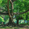 50 WEEPING FIG Ficus Benjamina Benjamin Indian Rubber Tree Houseplant Seeds