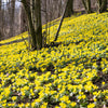 10 WINTER ACONITE Eranthis Hyemalis Yellow Sun Shade Flower Seeds