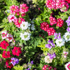 100 MIXED COLORS VERBENA Hybrida Compacta Flower Seeds