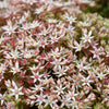 25 Spanish STONECROP / SEDUM HISPANICUM Groundcover Flower Seeds