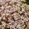 150 MIXED SEDUM Stonecrop Succulent Groundcover Red White Yellow Pink Purple Flower Seeds