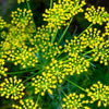Long Island Mammoth Dill Anethum Graveolens Herb Flower Seeds – photo 9