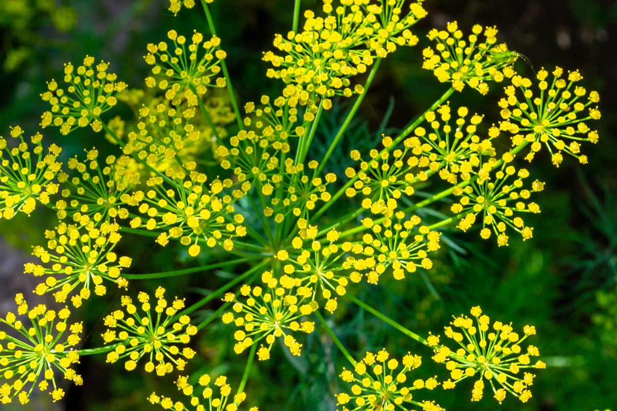 Long Island Mammoth Dill Anethum Graveolens Herb Flower Seeds – photo 9