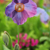 10 VIOLET HIMALAYAN POPPY Meconopsis Betonicifolia Purple Hensol Flower Seeds