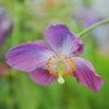 10 VIOLET HIMALAYAN POPPY Meconopsis Betonicifolia Purple Hensol Flower Seeds