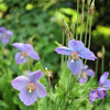 10 VIOLET HIMALAYAN POPPY Meconopsis Betonicifolia Purple Hensol Flower Seeds