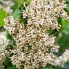 50 Flowering NORTHERN CATALPA Speciosa TREE Seeds (aka Western Catalpa or Catawba / Indian Cigar / Fish-Bait)