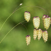 100 QUAKING GRASS (Rattlesnake Grass) Briza Maxima Seeds