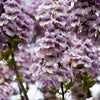400 Royal PAULOWNIA EMPRESS TREE Tomentosa Flower Seeds