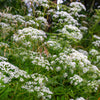 500 WHITE ANISE Pimpinella Anisum HERB Flower Seeds