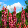 25 RED LUPINE 'My CASTLE' Lupinus Polyphyllus Scarlet Russell Lupin Band of Nobles Series Flower Seeds