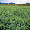 15 CHICK PEA / Garbanzo BEAN Chickpea Cicer Arientum Vegetable Seeds
