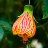 30 Mixed Colors FLOWERING MAPLE (Chinese Bell Flower) Abutilon Hybridum Shrub Bush Small Tree Seeds