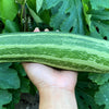 50 COCOZELLE di Napoli SQUASH Italian Zucchini Cucurbita Pepo Vegetable Seeds
