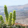 150 BELLS OF IRELAND ( Lady In The Bathtub / Shell Flower ) Moluccella Laevis Green Flower Seeds