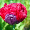 1000 PEPPERBOX POPPY MIX Papaver Somniferum Mixed Colors Red Violet Flower Seeds