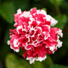 20 DOUBLE MIX PETUNIA Floribunda Red Pink Purple Flower Seeds