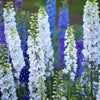 100 ROCKET LARKSPUR DELPHINIUM Consolida Giant Imperial Mixed Colors Flower Seeds