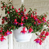 20 HARDY FUCHSIA Magellanica Pink Purple Hummingbird Flower Shrub Seeds