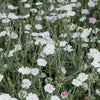50 WHITE LYCHNIS Coronaria Alba (White Rose Campion / Evening Lychnis / Silene / White Cockle) Flower Seeds