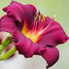 10 MIXED COLORS DAYLILY Hemerocallis Day Lily Fine Mix Red Purple Flower Seeds