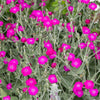 200 Organic ROSE CAMPION Magenta Silver Catchfly Lychnis Silene Coronaria Flower Seeds