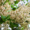 50 Flowering NORTHERN CATALPA Speciosa TREE Seeds (aka Western Catalpa or Catawba / Indian Cigar / Fish-Bait)