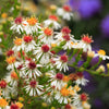 100 WHITE HEATH ASTER Prairie Ericoides Flower Seeds