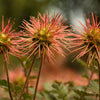 20 NEW ZEALAND BURRS Scarlet Piripiri Acaena Microphylla Flower Ground Cover Seeds