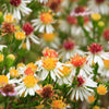 100 WHITE HEATH ASTER Prairie Ericoides Flower Seeds