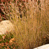 1000 BLUE GRAMA GRASS Gramma Bouteloua Gracilis Flower Mosquito Grass Seeds