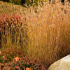 1000 BLUE GRAMA GRASS Gramma Bouteloua Gracilis Flower Mosquito Grass Seeds