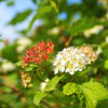 50 PACIFIC NINEBARK Physocarpus Capitatus Western Ninebark Native White Pink Red Flower Shrub Seeds