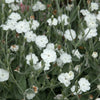 50 WHITE LYCHNIS Coronaria Alba (White Rose Campion / Evening Lychnis / Silene / White Cockle) Flower Seeds