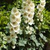 25 WHITE HOLLYHOCK Alcea Rosea Flower Seeds Perennial