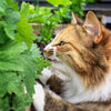 1000 HEIRLOOM CATNIP Nepeta Cataria Herb Flower Seeds