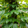 Boston Ivy Seeds – ( Bostonian Ivy / Wall Ivy ) Parthenocissus Tricuspidata Veitchii Vine Flower – photo 13