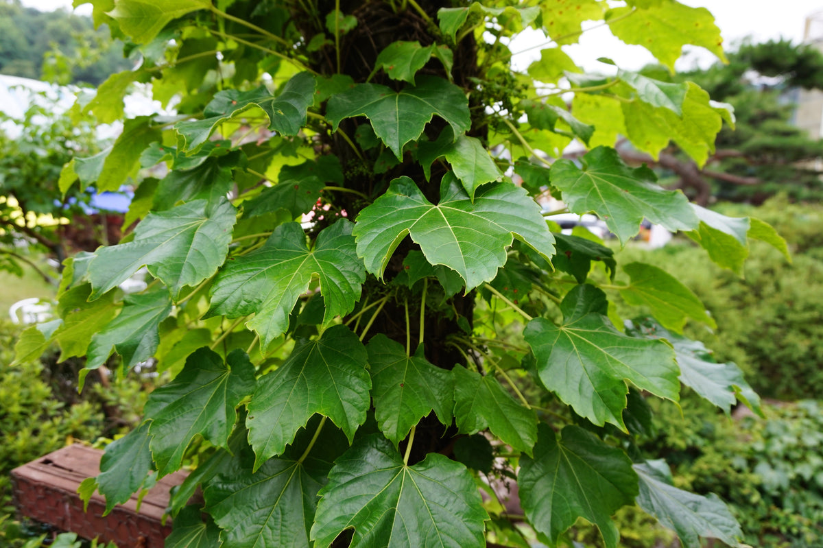 Boston Ivy Seeds – ( Bostonian Ivy / Wall Ivy ) Parthenocissus Tricuspidata Veitchii Vine Flower – photo 13