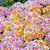 50 Mixed Colors INDIAN CHRYSANTHEMUM Indicum Hardy Mum Double Red Yellow Pink Orange Purple Bicolor Flower Seeds