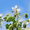 50 WHITE BORAGE Borago Officinalis Bianca Herb Flower Seeds