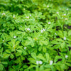 300 FENUGREEK Trigonella Foenum Graecum Herb Flower Seeds