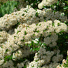 25 SCARLET FIRETHORN Pyracantha Coccinea Bush Shrub Flower Seeds