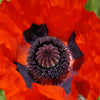 100 BEAUTY Of Livermere ORIENTAL POPPY Papaver Orientale Flower Seeds