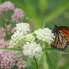 White Worled (Horesetail) Milkweed Asclepias Verticillata Flower Seeds – photo 2
