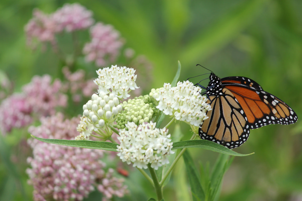 White Worled (Horesetail) Milkweed Asclepias Verticillata Flower Seeds – photo 2