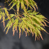 10 WEEPING LACELEAF MAPLE Japanese Acer Palmatum Dissectum Green Yellow Red Tree Seeds