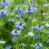500 LOVE IN A MIST Miss Jekyll Blue ( Fennel Flower ) Nigella Damascena Flower Seeds