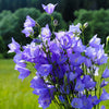 500 TELHAM BEAUTY BELLFLOWER Blue Peach Leaved Campanula Persicifolia Flower Seeds