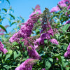 50 VIOLET BUTTERFLY BUSH Buddleja Davidii Purple Flower Seeds